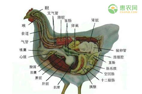 雞垂意思|鸡